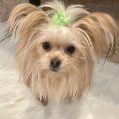 Mi-Kis from Schatzi Mi-Kis