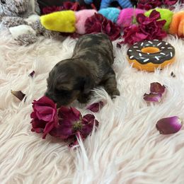 Dachshund Puppies from Gulfishan Kennels