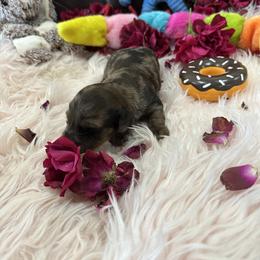 Dachshund Puppies from Gulfishan Kennels