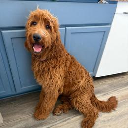 Brownie - Goldendoodle