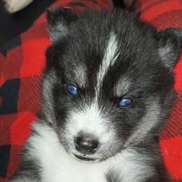 Artemis - Sable and white female Siberian Husky puppy in Richland, Mississippi from Feazell’s Siberian Huskies