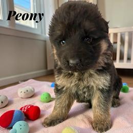 Peony - Black and red female German Shepherd puppy in Beaverdam, Virginia from Mayhew German Shepherds (formerly B&R Kennel)
