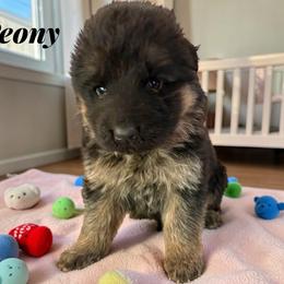 Peony - Black and red female German Shepherd puppy in Beaverdam, Virginia from Mayhew German Shepherds (formerly B&R Kennel)