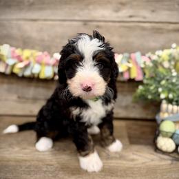 Knox - Tri-color male Bernedoodle puppy in Idaho from Bernese By Barzees