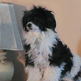 Mystique - Chinese Crested