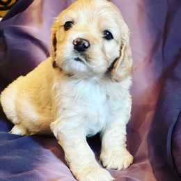 Cocker Spaniels from Carmia’s cocker spaniel