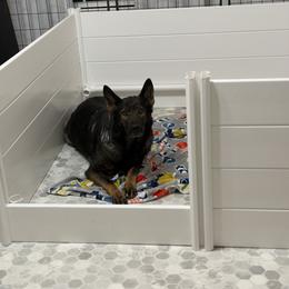 Girl 1 - Black female German Shepherd puppy in Carlisle, Arkansas from Roanwood German Shepherds