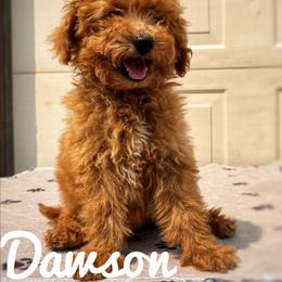 Dawson - Apricot male Goldendoodle puppy in Middleton, Idaho from Gem State Doodles