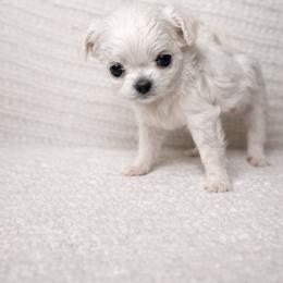Chihuahua Puppies from Little angels