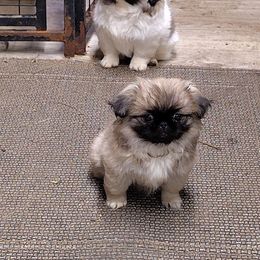 Jinx - Pekingese