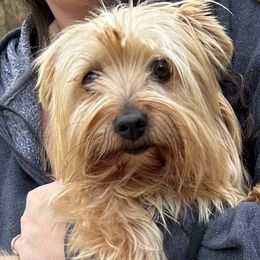 Libby - Yorkshire Terrier