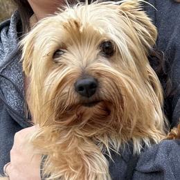 Libby - Yorkshire Terrier