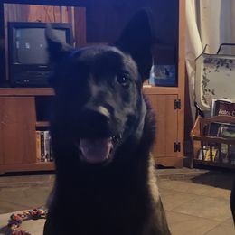 Belgian Malinois from Malinois of Idaho