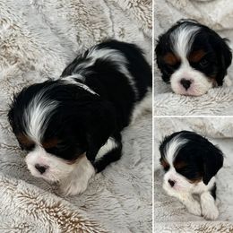 Cavalier King Charles Spaniel Puppies from Southern Valley Cavaliers