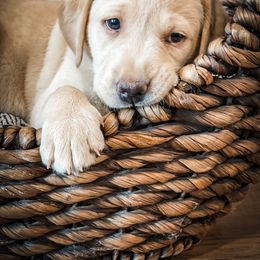 Labrador Retriever Puppies from Old Railroad Labs