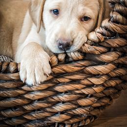 Labrador Retriever Puppies from Old Railroad Labs