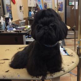 Minnie - Shih Tzu