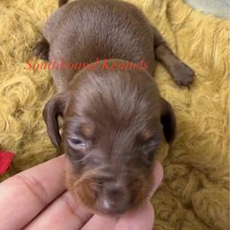 Red - Chocolate and tan male Dachshund puppy in Leoma, Tennessee from Southbound Kennel