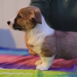 Trillian - Sable and white Cardigan Welsh Corgi puppy in Bel Air, Maryland from Brechdan Cardigan Welsh Corgis