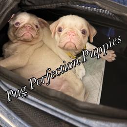 Pug Puppies from Pug Perfection Puppies