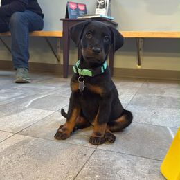 Annie - Black and rust female Beauceron puppy in Patten, Maine from Beaucerons De La Valle Katahdin