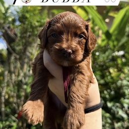 Cavapoo Puppies from Aloha Paradise Poodles LLC