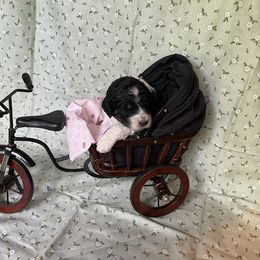 Poodle Puppies from Foxfire Hollow Standard Poodles