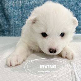 Samoyed Puppies from The Bactos Family