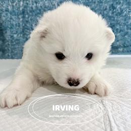 Samoyed Puppies from The Bactos Family