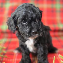 Cockapoo and Goldendoodle Puppies from Jax Doodles