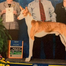 Chinese Cresteds, Ibizan Hounds, and Russian Toys from Frozen Star Kennels