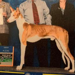 Chinese Cresteds, Ibizan Hounds, and Russian Toys from Frozen Star Kennels