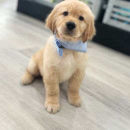 Golden Retriever Puppies from Rigdon Retrievers