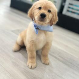 Golden Retriever Puppies from Rigdon Retrievers