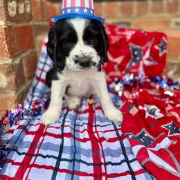 Boy 3 - English Springer Spaniel puppy in Swainsboro, Georgia from Sweet Georgia Springers