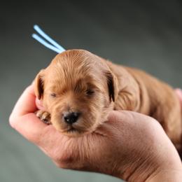 This is Lego - Red female Cavapoo puppy in Murray, Utah from Good Looking Dogs