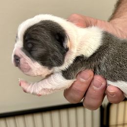 Boy 2 - Boston Terrier puppy in George West, Texas from Duke of Earl’s Boston Terriers