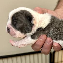 Boy 2 - Boston Terrier puppy in George West, Texas from Duke of Earl’s Boston Terriers