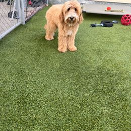 Thor - Apricot Australian Labradoodle puppy in Houston, Texas from Royal Paws Labradoodles