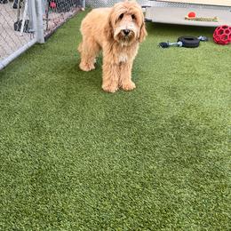 Thor - Apricot Australian Labradoodle puppy in Houston, Texas from Royal Paws Labradoodles