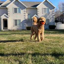 Goldendoodle All Grown Up from Island 7 Goldendoodles