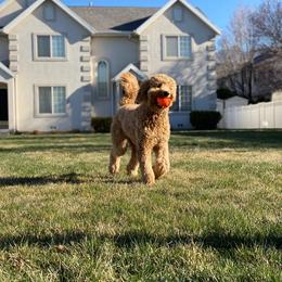 Goldendoodle All Grown Up from Island 7 Goldendoodles