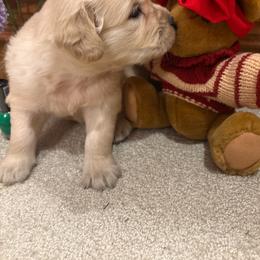 Extra - Golden female Golden Retriever puppy in Grant County, Indiana from On The Sunny Side Pavey Farms