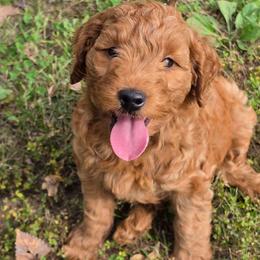 Frankie - Red  male Goldendoodle puppy in Missouri from Husky Hill Kennel