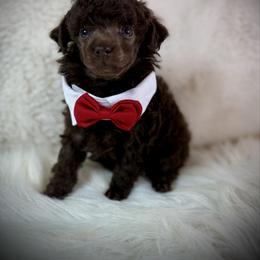 Tiny Koda - Brown male Poodle puppy in Newcomerstown, Ohio from Sheri’s Lil Angel’s