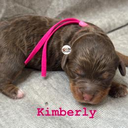 Kimberly - Red phantom female Aussiedoodle puppy in Fort Worth, Texas from Doodles by Dada