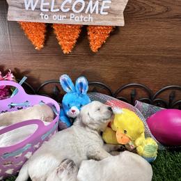 Labrador Retriever Puppies from Luvable AZ Labs