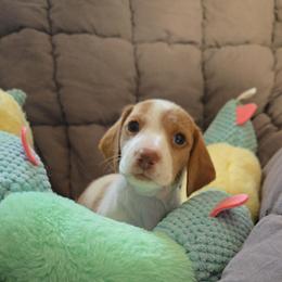 Chai - Piebald female Dachshund puppy in Upland, California from The Puppy Cottage