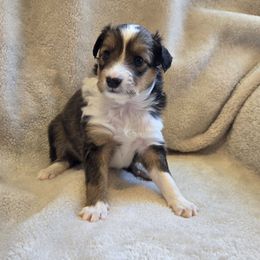 Foxy - White and sable female Shetland Sheepdog puppy in Middleburg, Pennsylvania from Willow Tree Berners