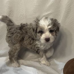 Aussiedoodle Puppies from Creek Bend Farm